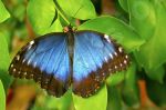 Papillon sur une feuille