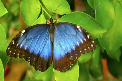 Papillon sur une feuille - Photo libre de droit - PABvision.com