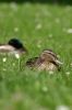 Canard colvert sur l'herbe