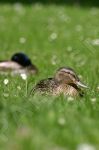 Canard colvert sur l'herbe