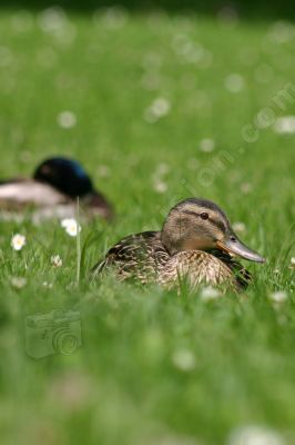 Canard colvert sur l'herbe - Photo libre de droit - PABvision.com