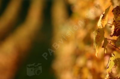 Feuilles de vignes - Photo libre de droit - PABvision.com