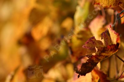 Feuilles de vignes - Photo libre de droit - PABvision.com