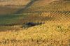 Vignoble r�gion Le Landeron, Cressier