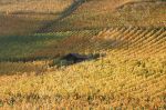 Vignoble rgion Le Landeron, Cressier