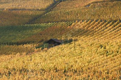 Vignoble région Le Landeron, Cressier - Photo libre de droit - PABvision.com