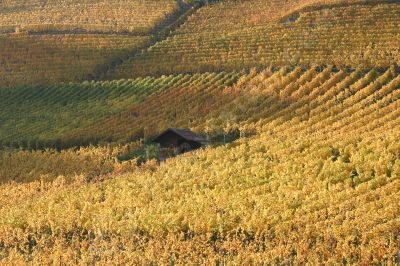 Vignoble rgion Le Landeron, Cressier - Photo libre de droit - PABvision.com