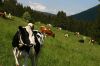 Troupeau de vaches dans la nature