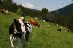 Photo libre - Troupeau de vaches dans la nature