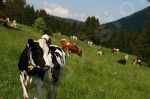 Troupeau de vaches dans la nature