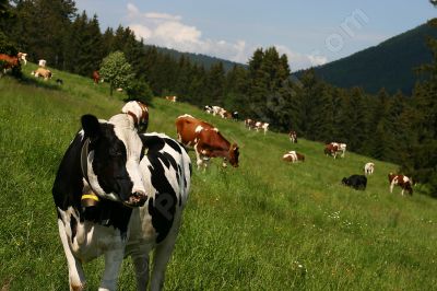 Troupeau de vaches dans la nature - Photo libre de droit - PABvision.com