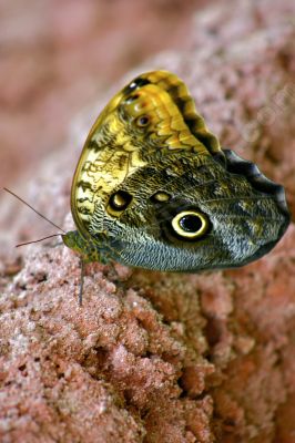 Papillon sur un rocher - Photo libre de droit - PABvision.com