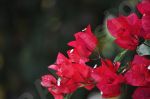 Le Bougainvillée à fleurs rouges