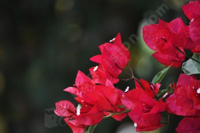 Le Bougainvillée à fleurs rouges - Photo libre de droit - PABvision.com