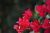 Le Bougainville  fleurs rouges - Photos