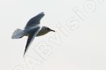 Mouette en plein vol