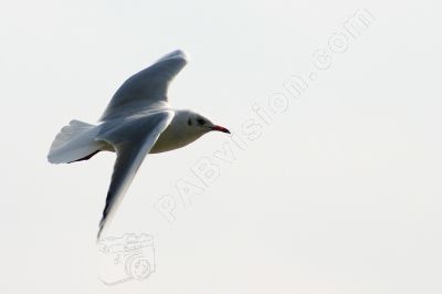 Mouette en plein vol - Photo libre de droit - PABvision.com