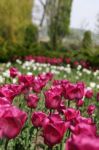 Champs de tulipes