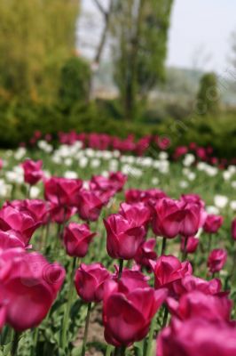 Champs de tulipes - Photo libre de droit - PABvision.com