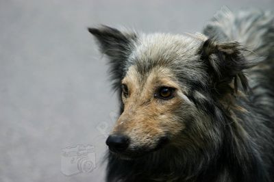 Portrait de chien - Photo libre de droit - PABvision.com