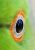 L'oeil d'une grande perruche - Photos