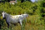 Chevaux de Camargue 