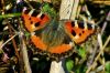 Papillon sur une branche