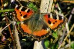 Papillon sur une branche