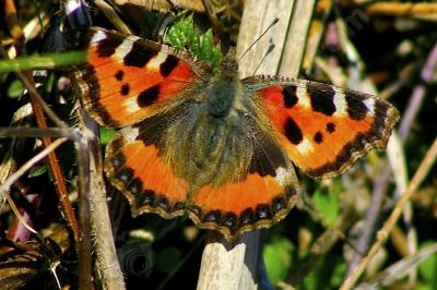 Papillon sur une branche - Photo libre de droit - PABvision.com