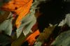 Feuilles d'automne