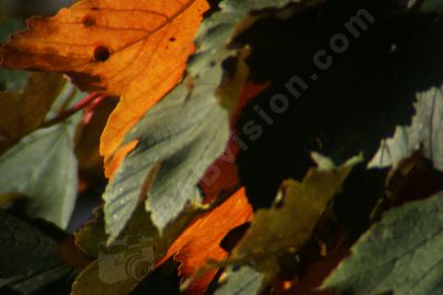 Feuilles d'automne - Photo libre de droit - PABvision.com