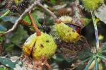 Marrons sur un arbre