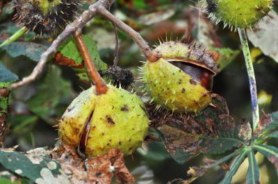 Marrons sur un arbre - Photo libre de droit - PABvision.com
