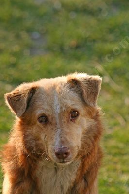 Portrait de chien - Photo libre de droit - PABvision.com