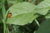 Coccinelle dans la verdure