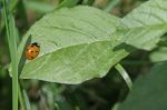 Coccinelle dans la verdure