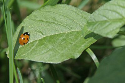 Coccinelle dans la verdure - Photo libre de droit - PABvision.com