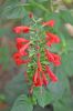 Sauge �carlate