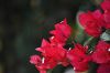 Le Bougainvill�e � fleurs rouges