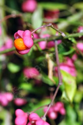 Fleurs sauvages - Photo libre de droit - PABvision.com
