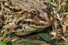 Grenouille de Perez