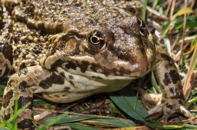 Grenouille de Perez - Photo libre de droit - PABvision.com