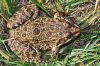 Grenouille de Perez