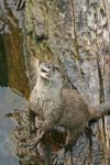 Loutre au bord de l'eau