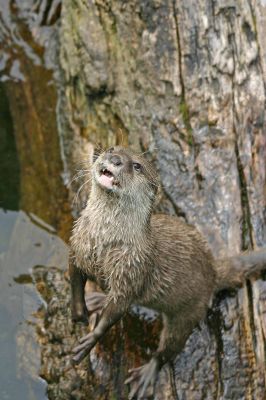 Loutre au bord de l'eau - Photo libre de droit - PABvision.com