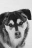 Portrait de chien