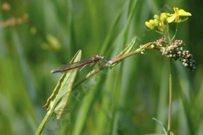 Libellule sur une tige - Photo libre de droit - PABvision.com