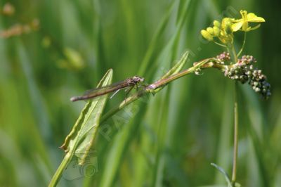 Libellule sur une tige  - Photo libre de droit - PABvision.com