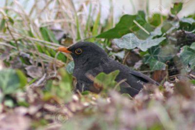 Le merle noir - Photo libre de droit - PABvision.com