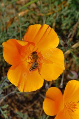 Pavot jaune de Californie - Photo libre de droit - PABvision.com